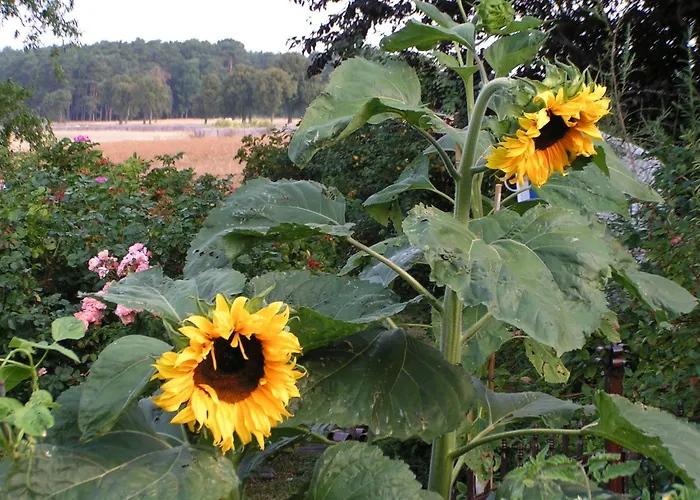 Zum Schwarzen Stiefel - Bauernhaeuschen *